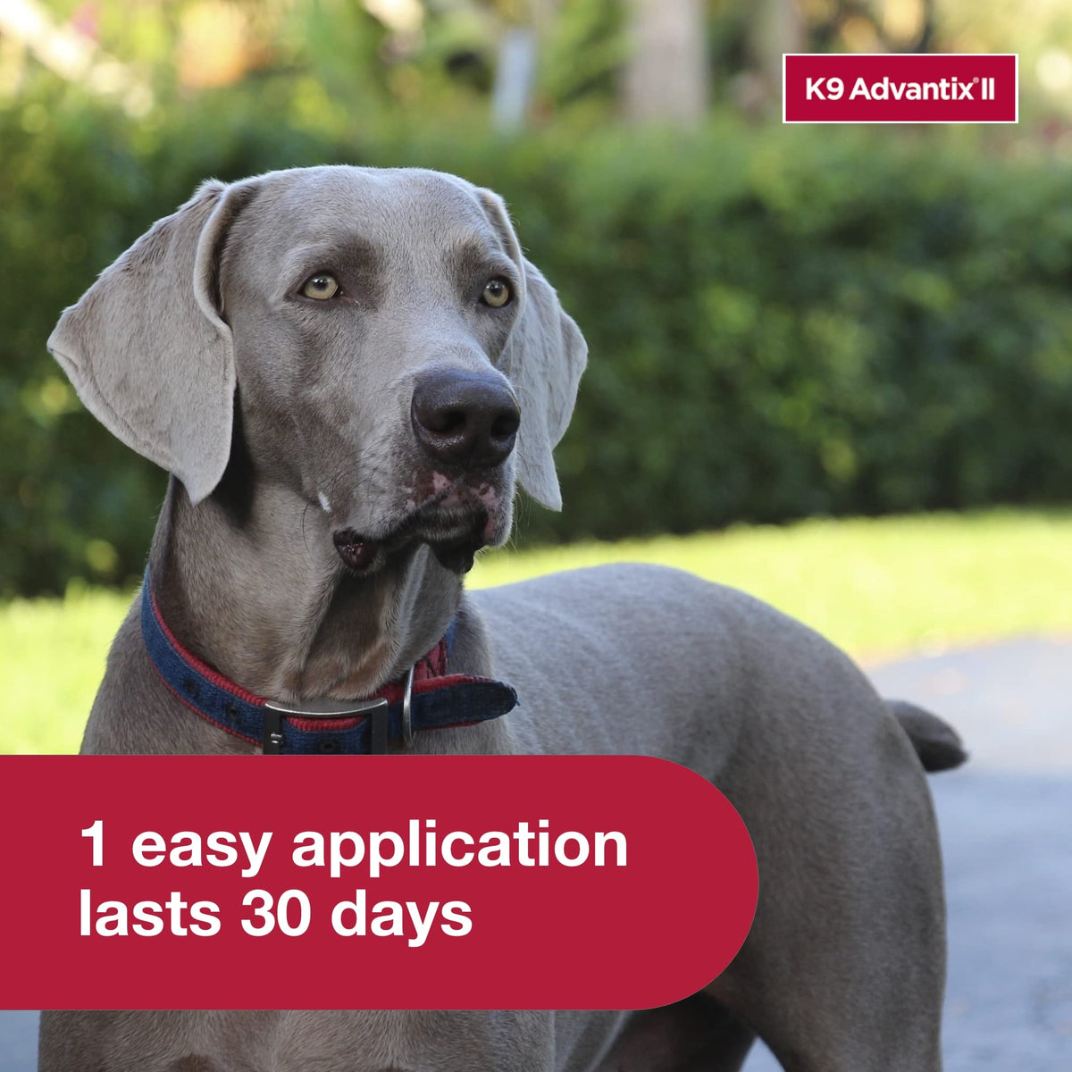 Flea, Tick & Mosquito Treatment & Prevention for Dogs Over 55 lbs G8607