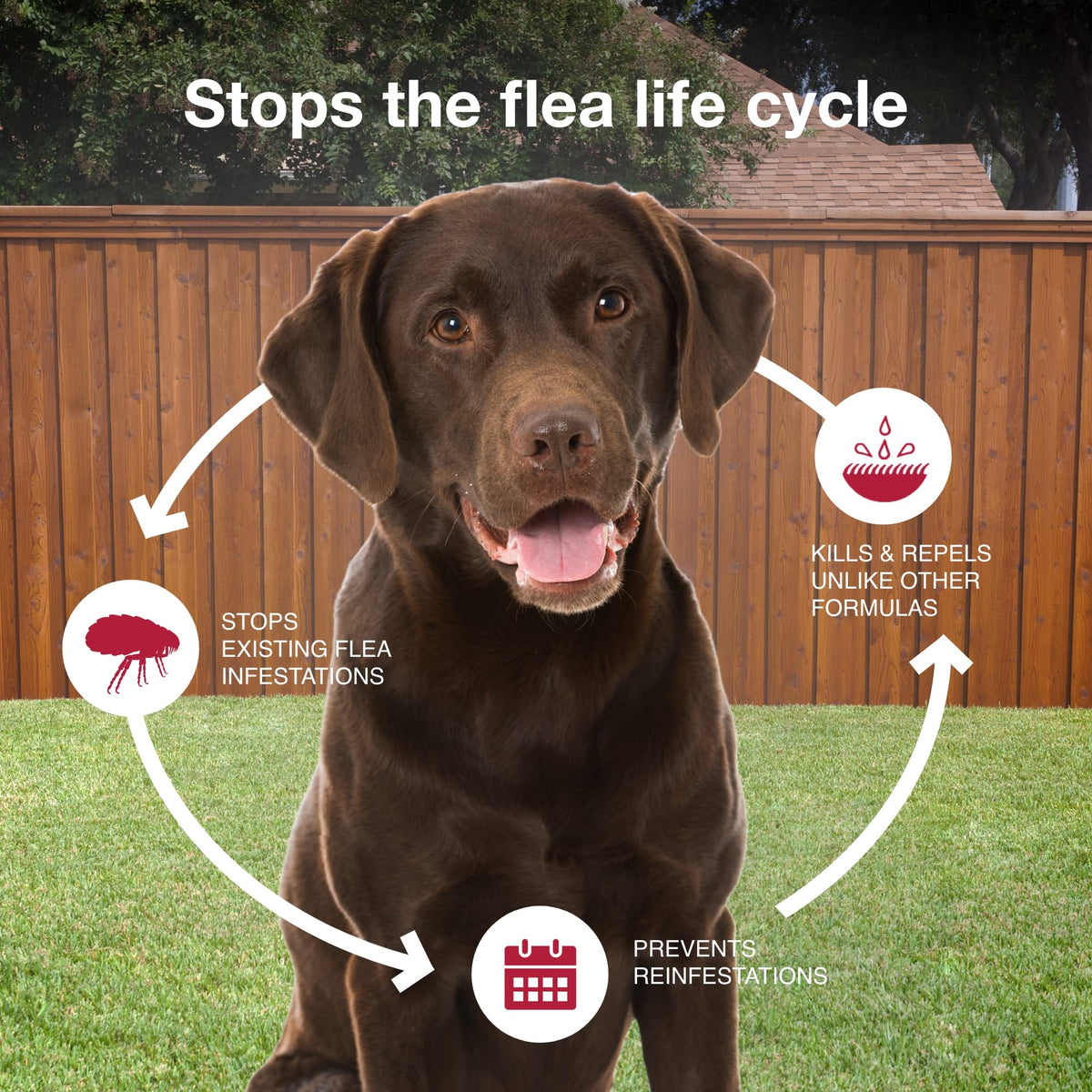Flea, Tick & Mosquito Treatment & Prevention for Dogs Over 55 lbs G8607